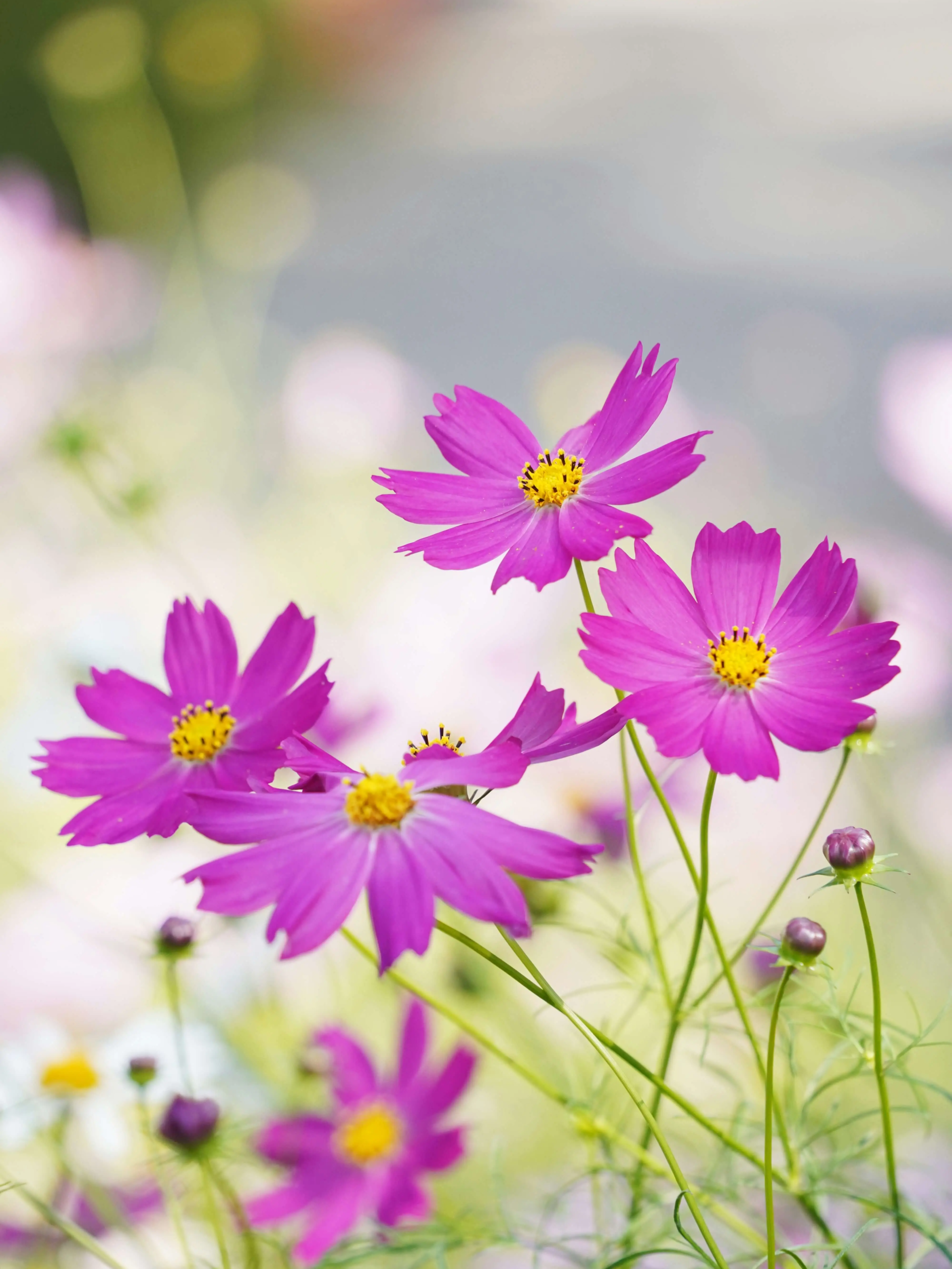 Close-up of bright cosmos flowers with vibrant pink petals and yellow centers