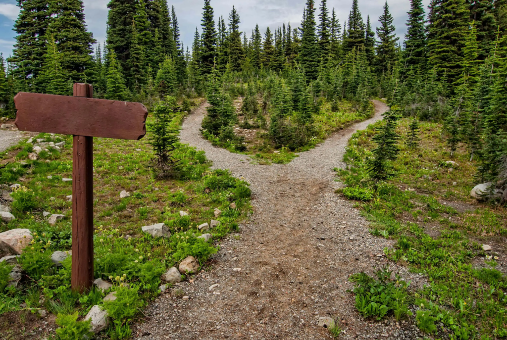 Fork in a quiet forest road symbolizing choices and embracing the absolute yesses in life