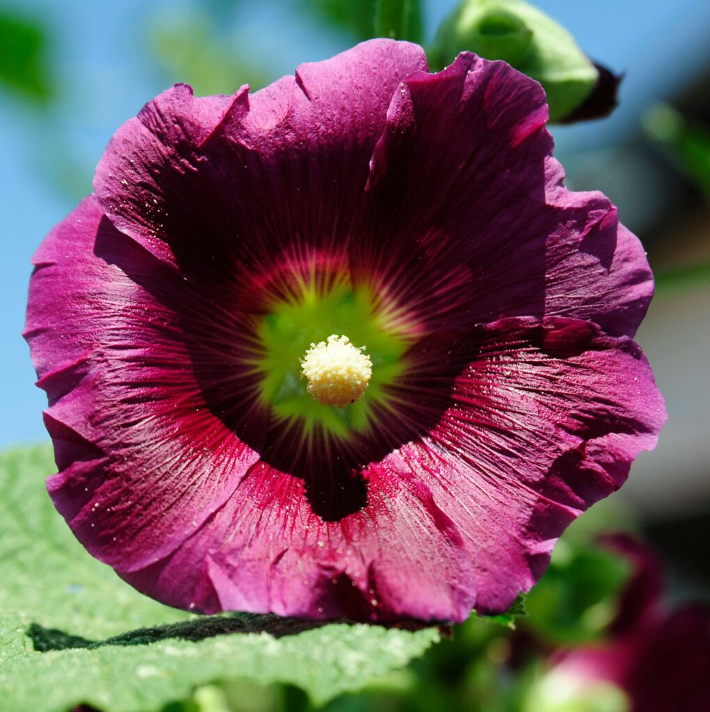 Blooming hollyhock in soft sunlight, symbolizing quiet strength, resilience, and INFJ sensitivity.